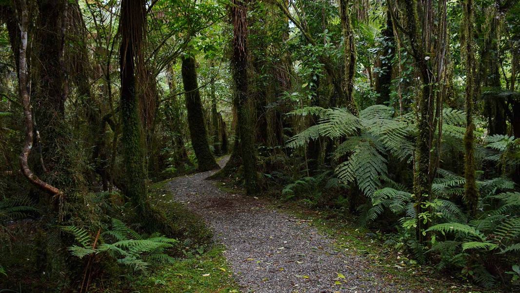 Kahikatea Walk
