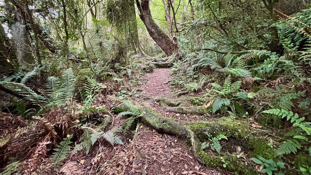 Kahikatea Walk