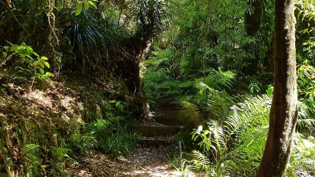 Kaimai Summit Loop Track