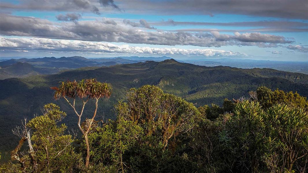 Kaitarakihi Summit Track