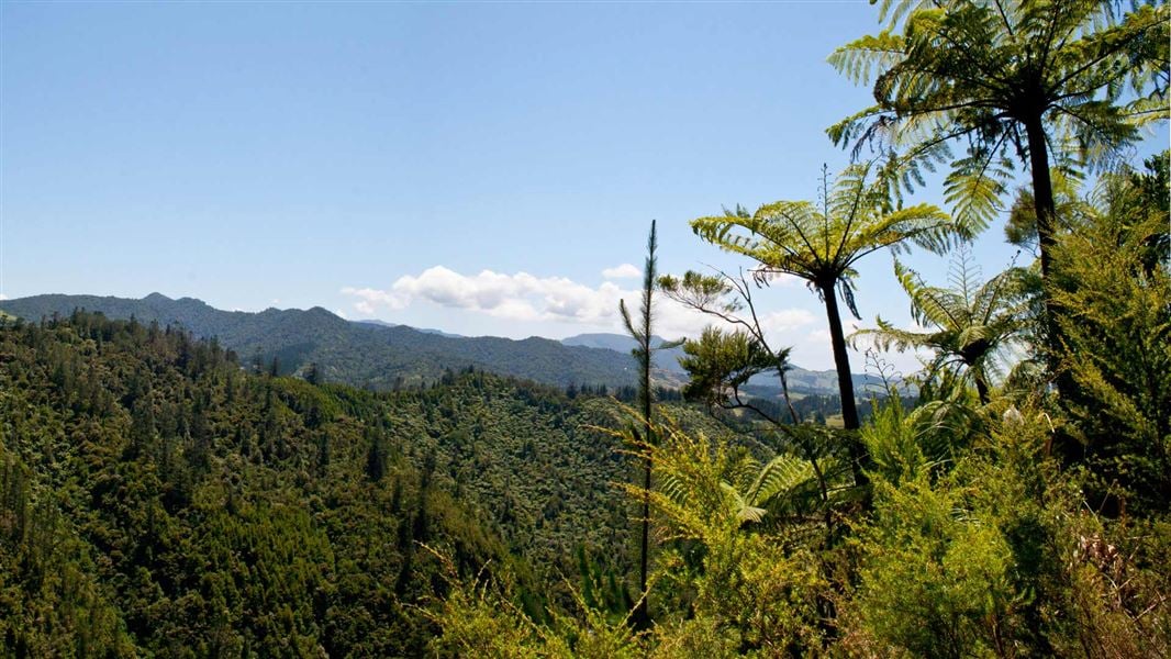 Karangahake Gorge Historic Walkway
