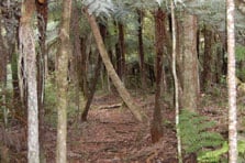 Kauri Dam Walk