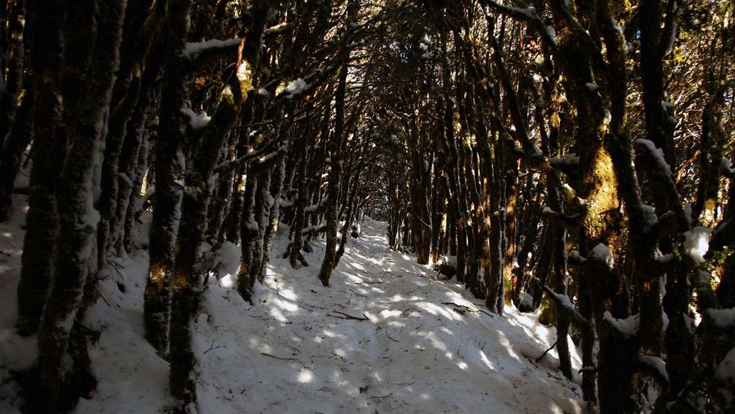 Kirwans Track