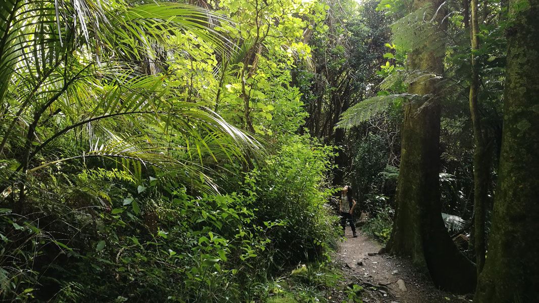 Kohekohe Walk
