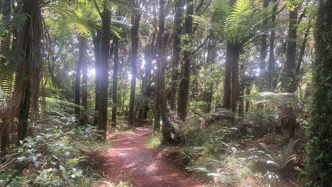 Kōkako Track