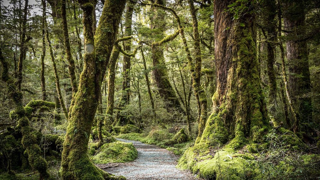 Lake Gunn Nature Walk