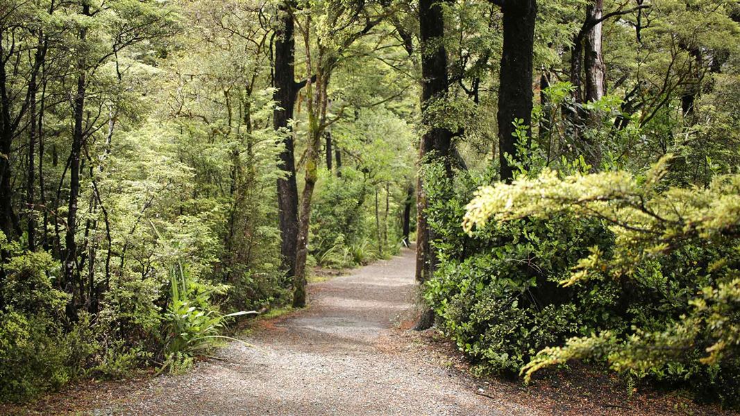 Lake Rotoiti (Kerr Bay) walks