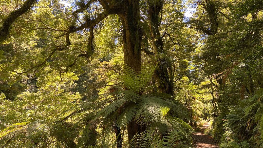Lake Waikareiti Walk
