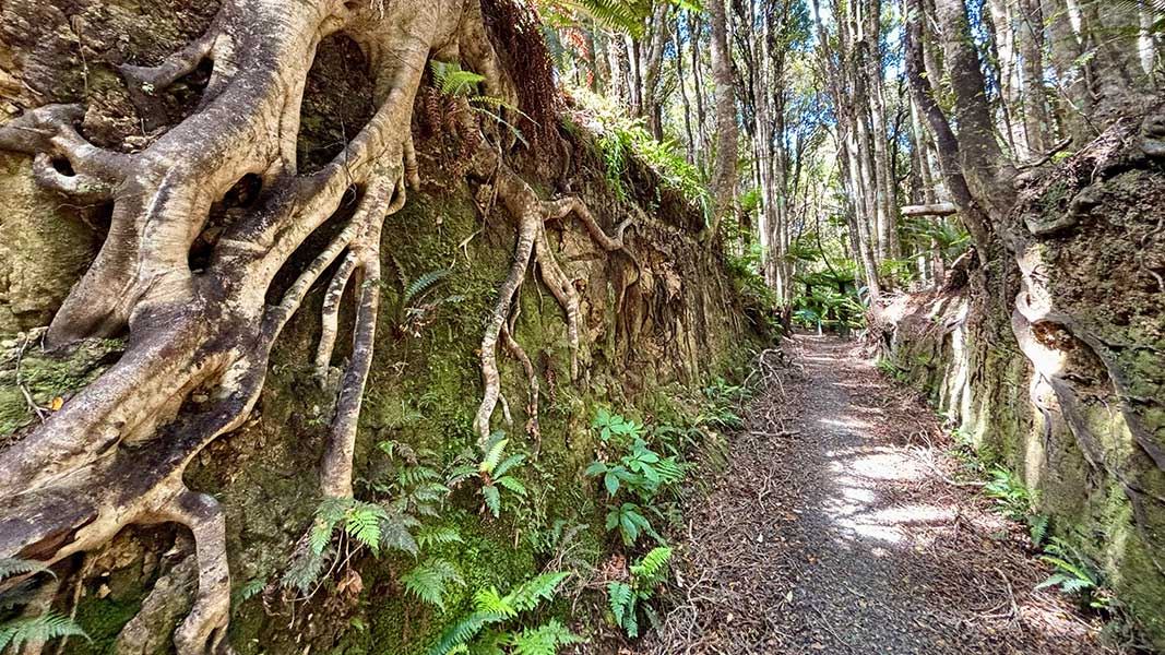 Long Hilly (Round Hill) Walking Track