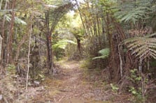 Main Ridge Track
