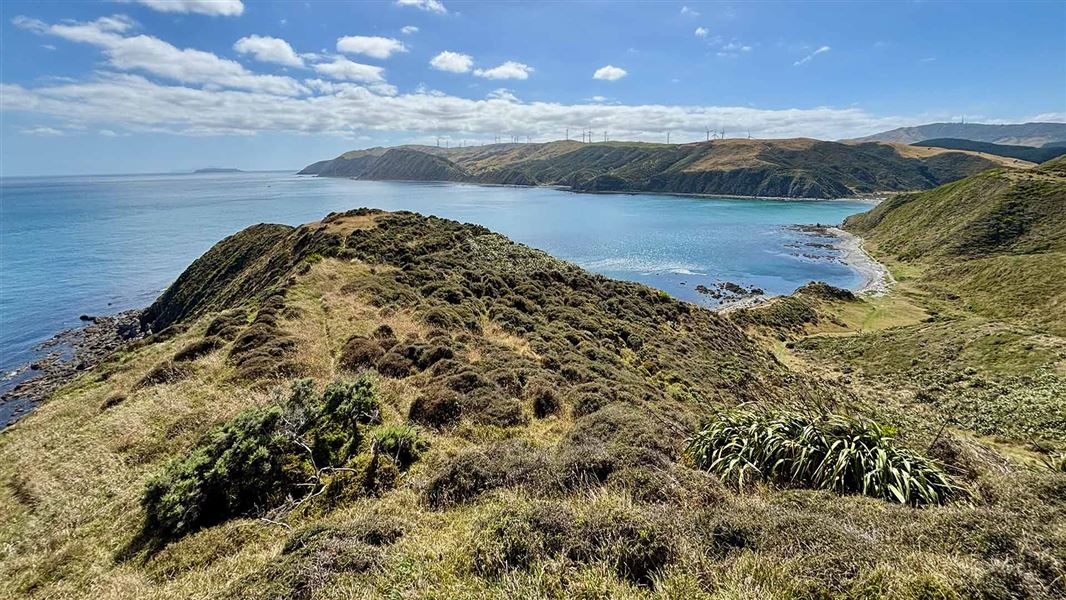 Mākara Walkway
