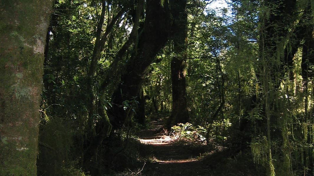 Makarora Bush Walk