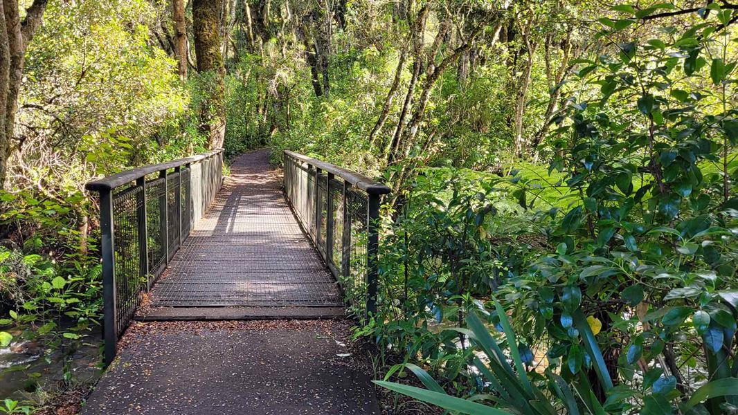 Mangawhero Forest Walk