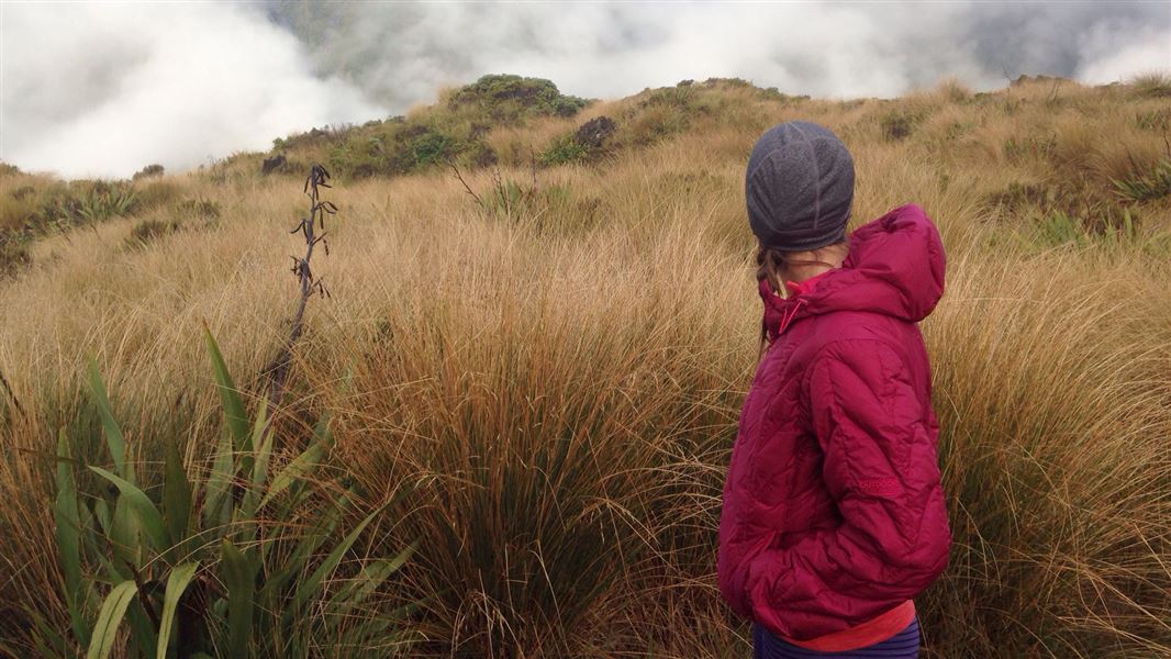 Mikonui Catchment - Dickie Ridge/Upper Tuke River Route
