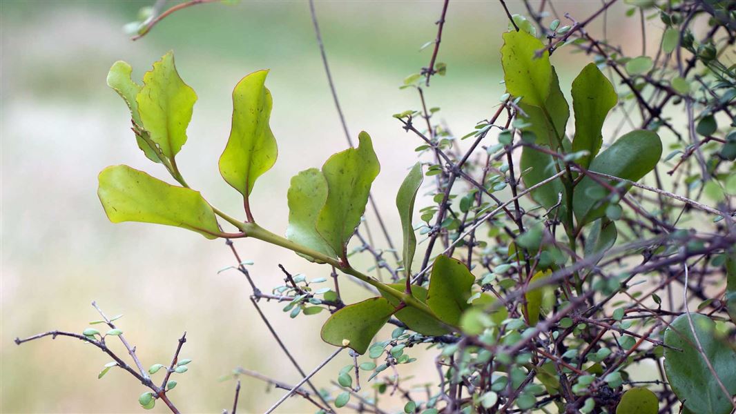 Ōkareka Mistletoe Walk, walk in Bay of Plenty