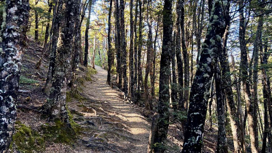 Mistletoe Track