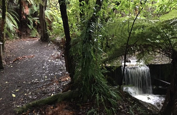 Momorangi Forest Experience Walk