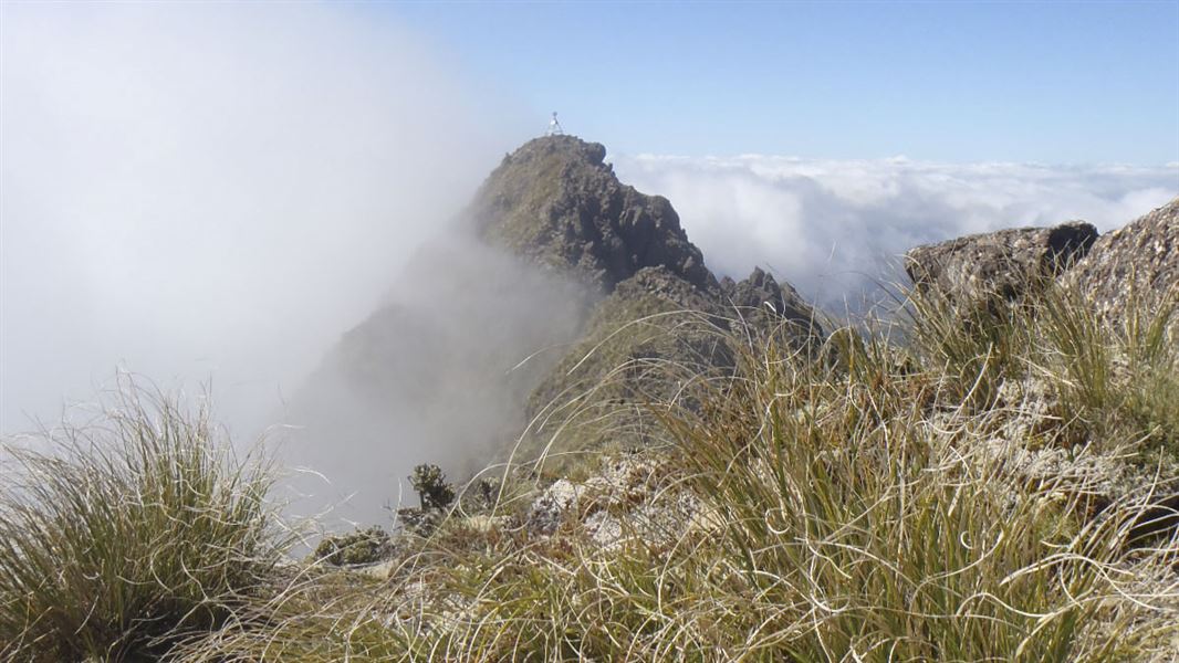 Mount Hikurangi - Te Ara ki Hikurangi, walk in Gisborne