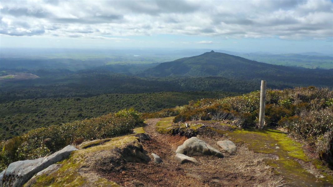 Mount Pureora from Link Road