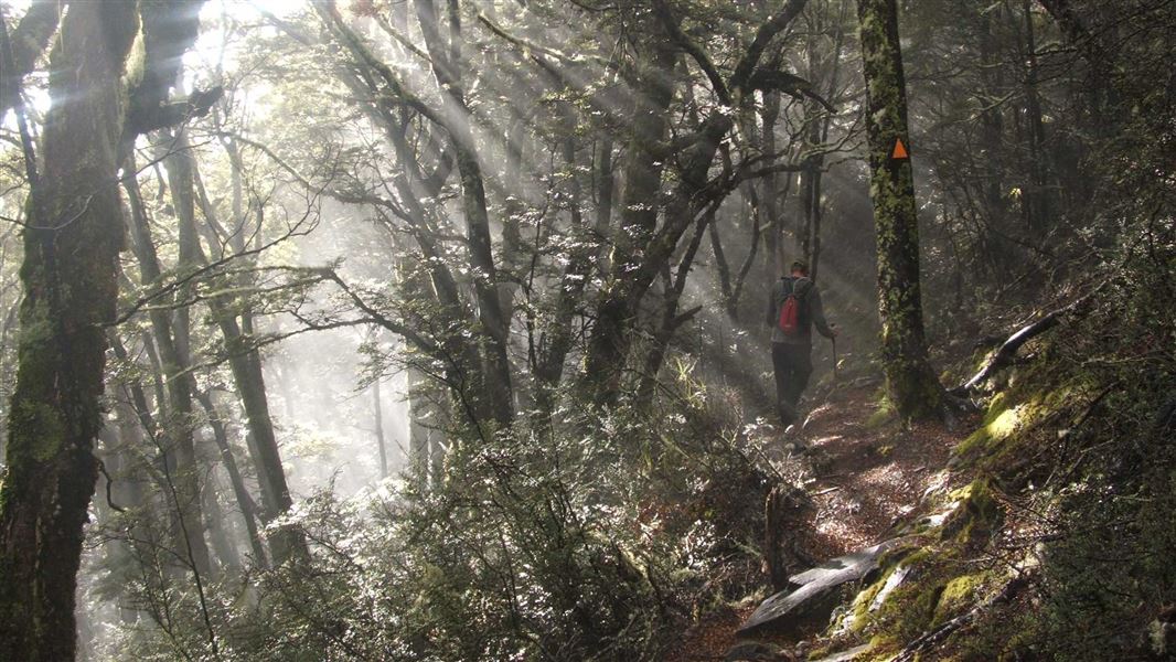 Mount Shrimpton Track