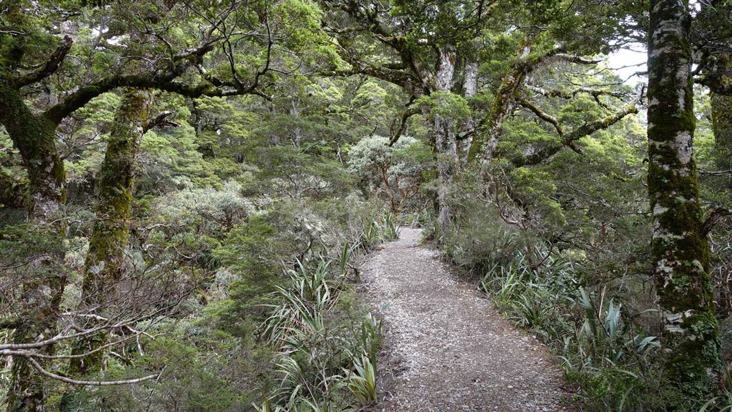Mt Arthur Hut Walk