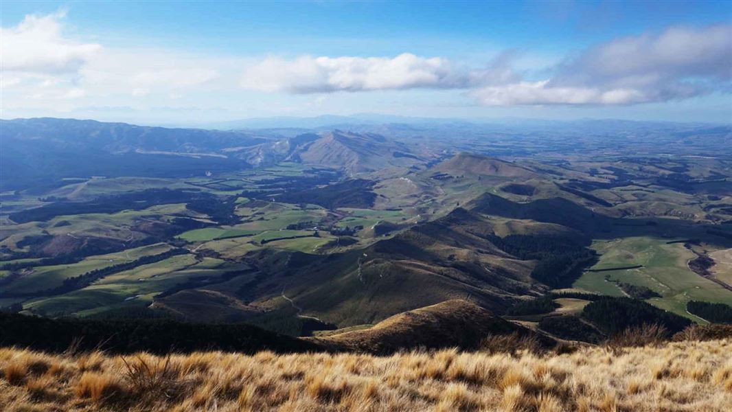 Mt Grey/Maukatere Track
