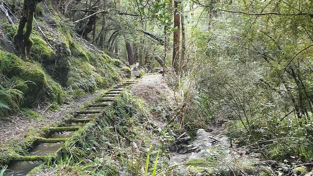 Ngahere Ara Track