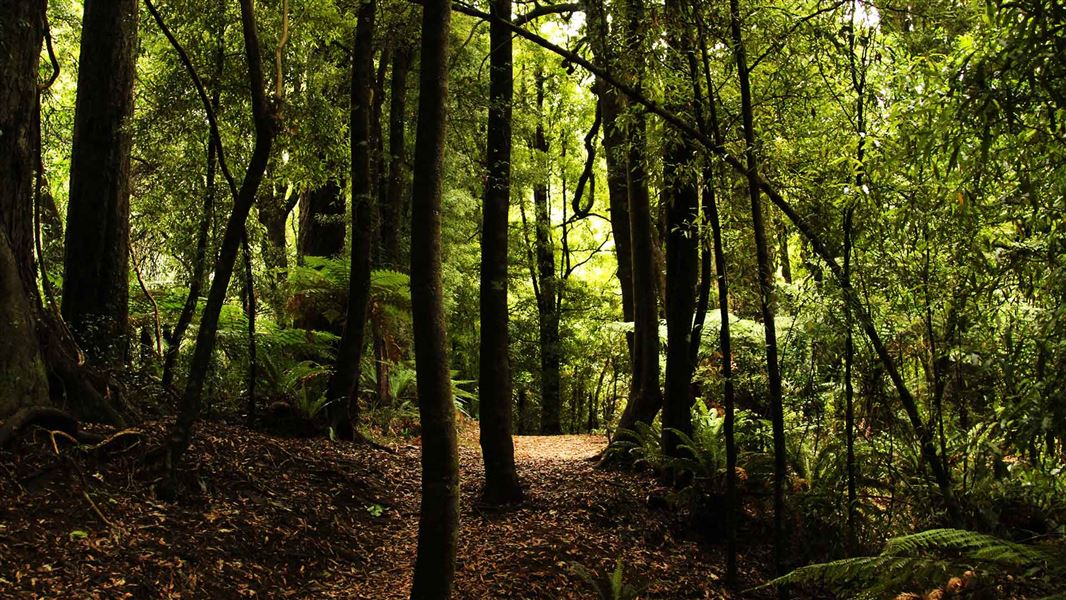 Ngamoko Track
