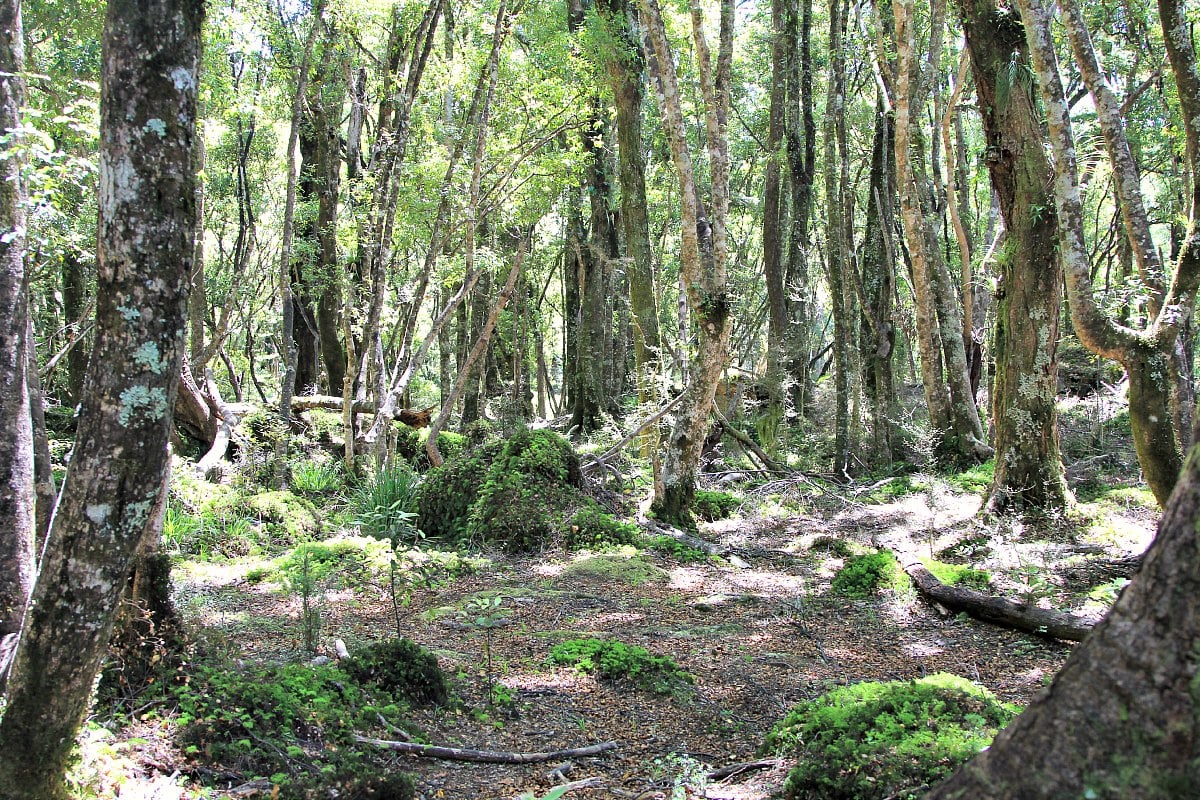 Ngapuketurua Track
