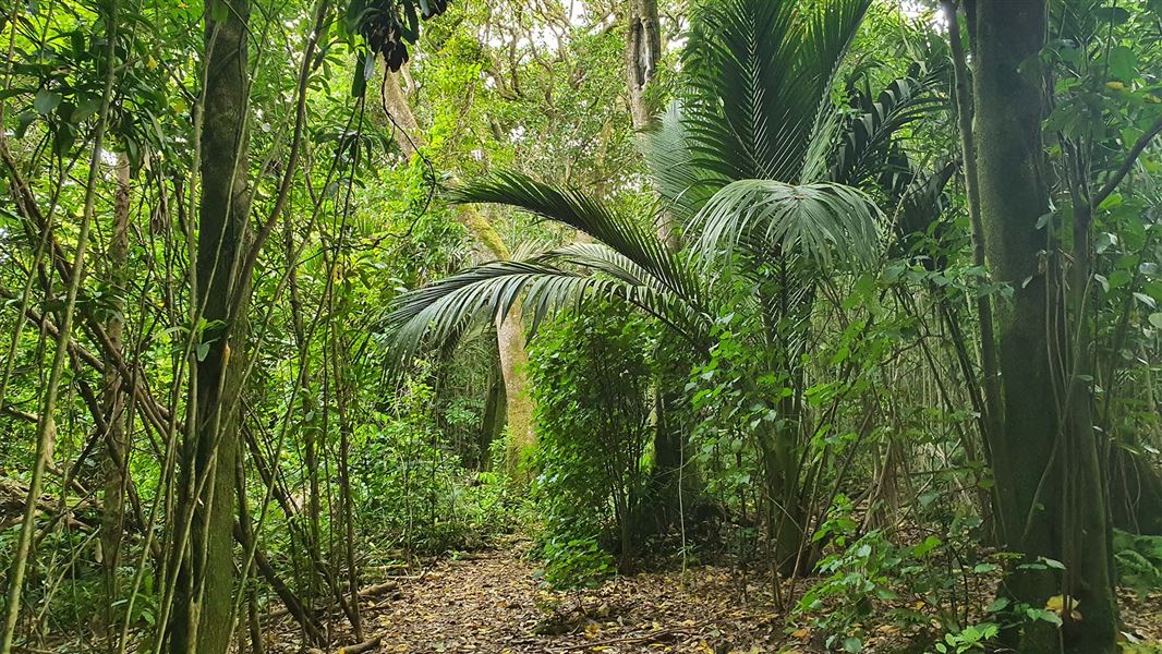 Nīkau Bush Conservation Area Walk, walk