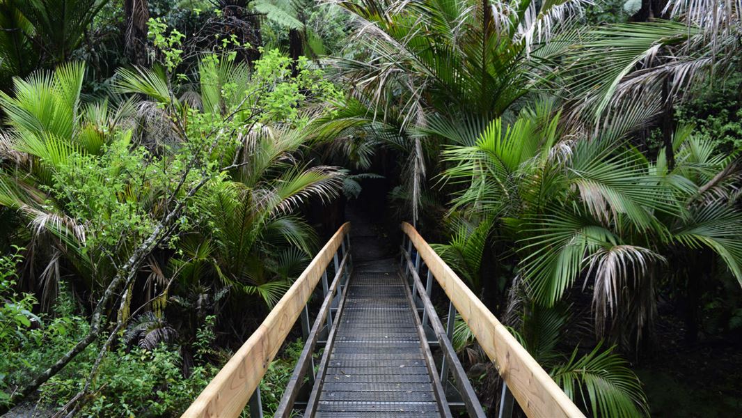 Nikau Loop Track, walk in Hawke's Bay