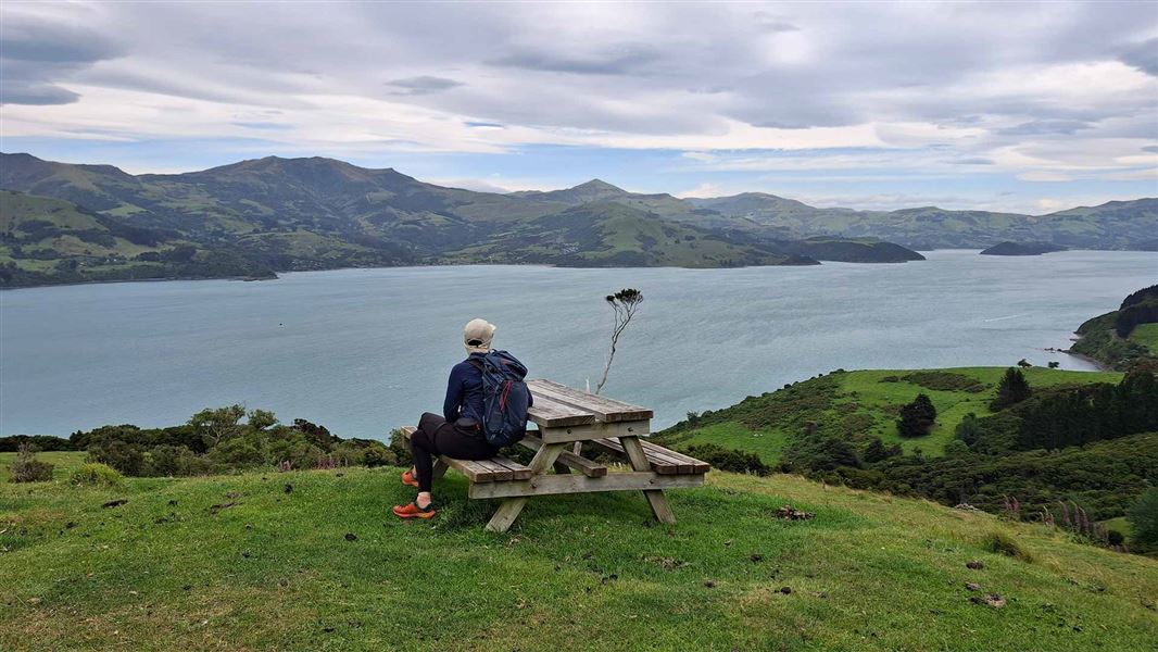 Nīkau Palm Gully Scenic Reserve walk, walk in Canterbury