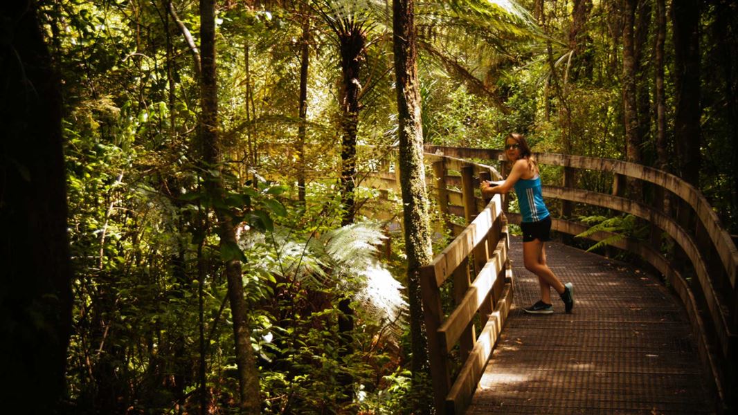 Nikau Walk