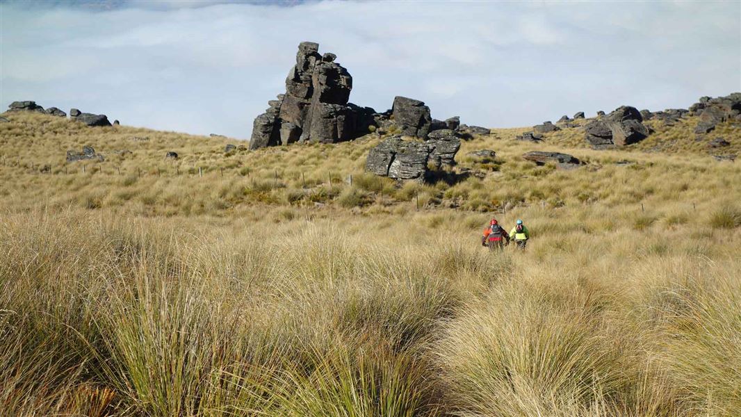 Obelisk Loop Track, walk in Otago
