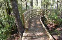 Opua Kauri Walk
