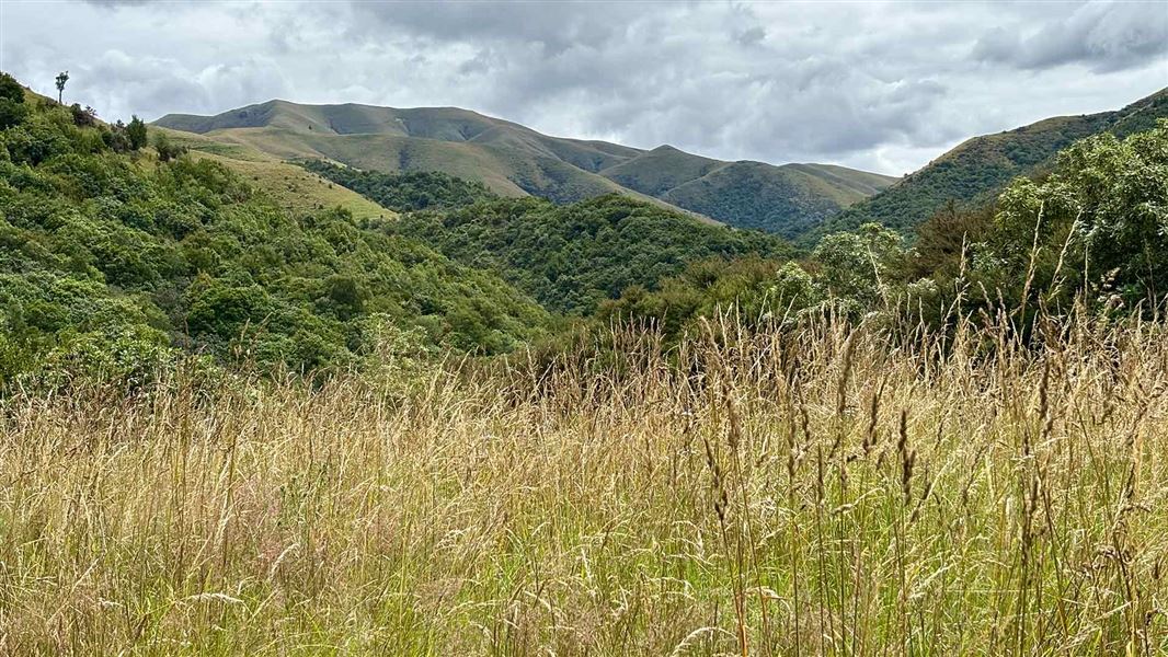 Orari Gorge Track