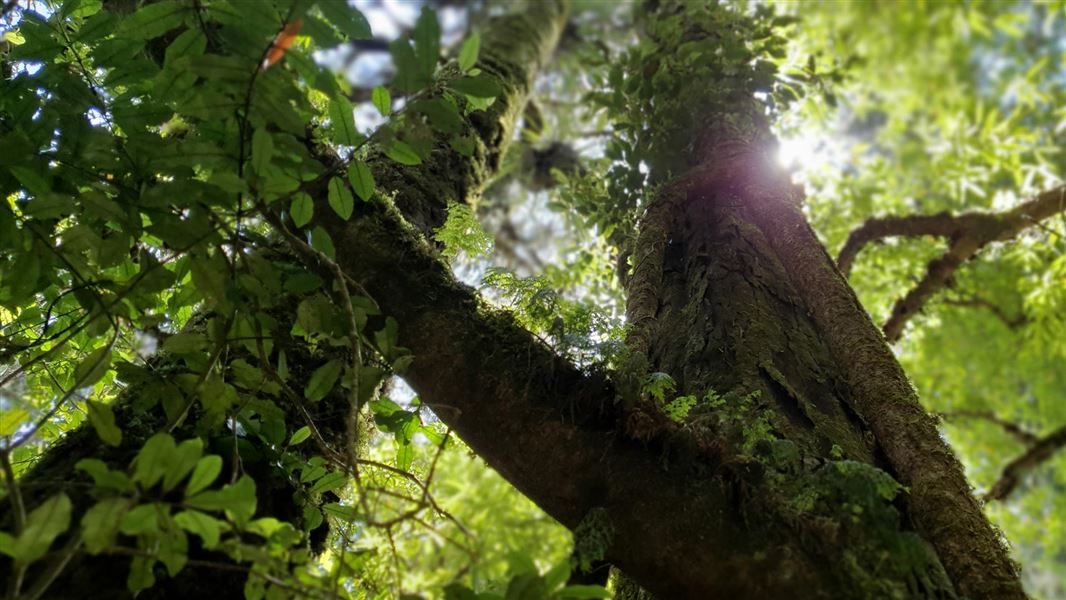 Otanewainuku Rimu Loop Walk