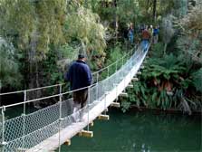 Paengaroa Scenic Reserve Walk, walk in Manawatū-Whanganui
