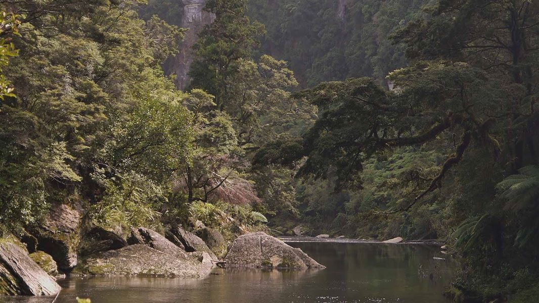 Paparoa Track: Pororari Hut Track, walk in West Coast