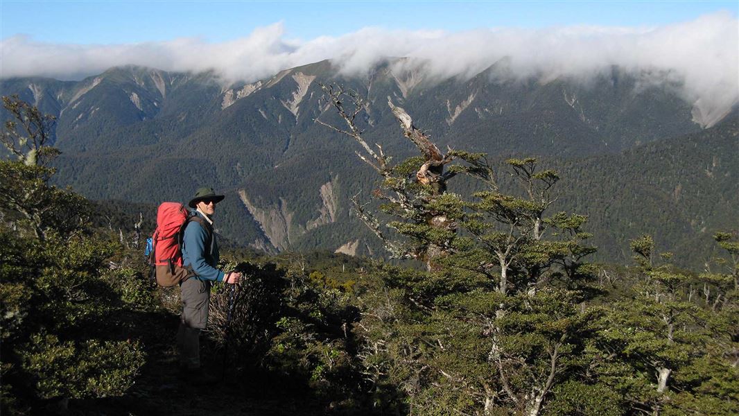 Parks Peak Track to Yeoman's Track
