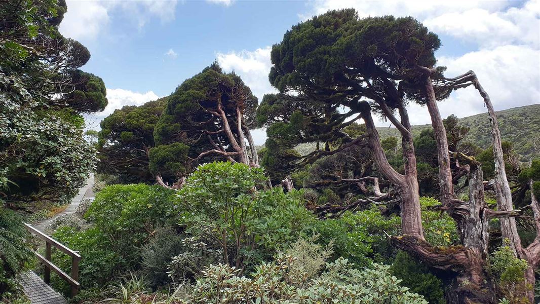 Patea Track