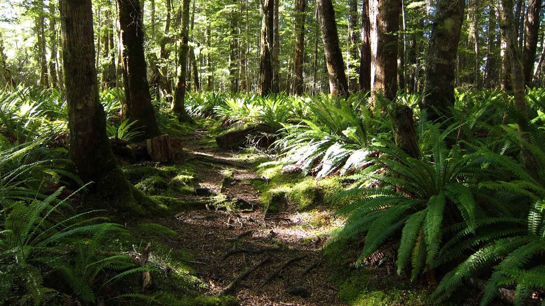 Pearl Harbour to Back Valley Hut Track