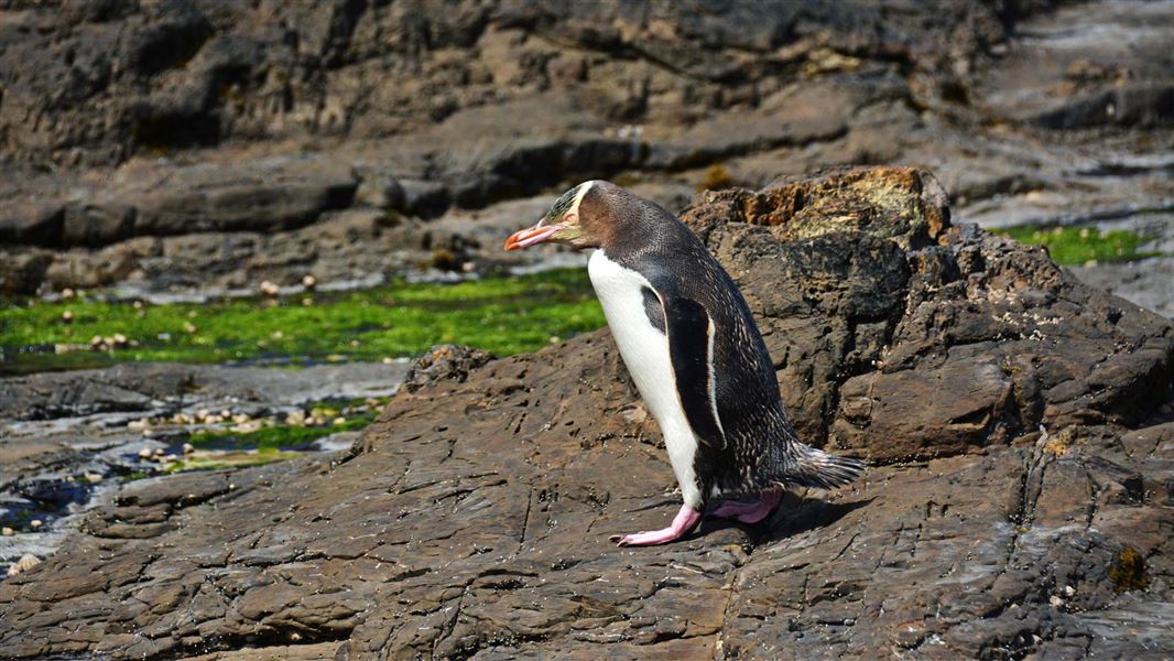 Penguin Walk