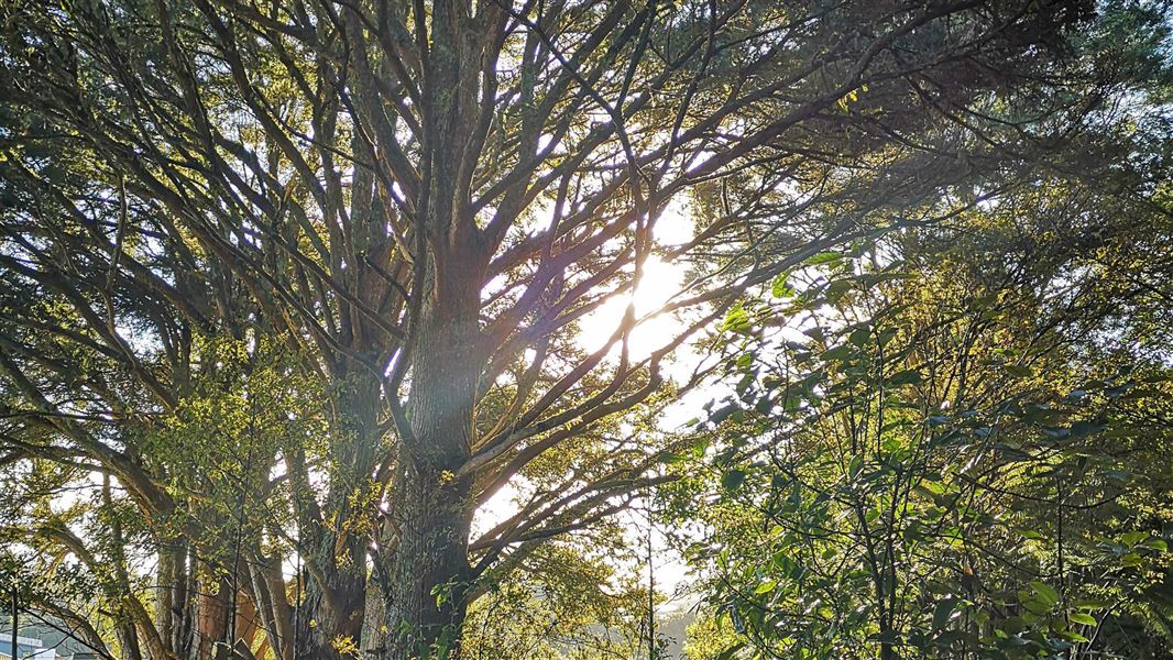 Pukenui Forest Loop