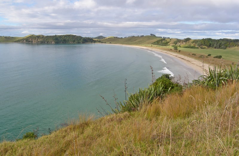 Puriri Track