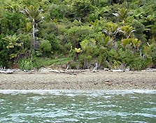 Putanui Point Campsite, campsite in Marlborough