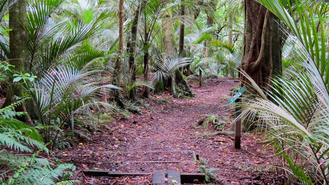 Ratapihipihi Scenic Reserve walk, walk in Taranaki