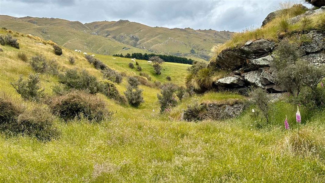 Rockvale Track, walk in Otago