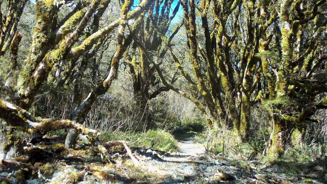 Routeburn Nature Walk, walk in Otago