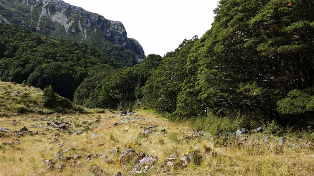 Scott Creek Track